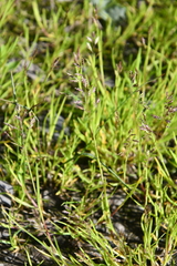 Poa supina