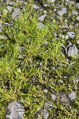 Poa supina