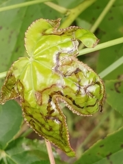 Phyllocnistis liquidambarisella