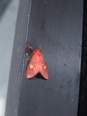 Sarbine flavodiscalis