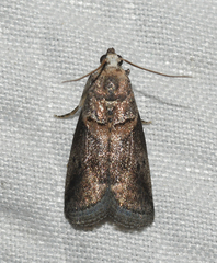 Acrobasis juglandis