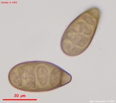 Prosthecium pyriforme