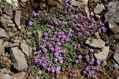 Thymus reverdattoanus