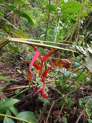 Heliconia trichocarpa