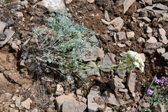 Phlojodicarpus villosus