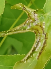 Phyllocnistis liquidambarisella