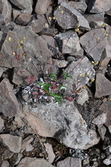 Potentilla arenosa