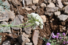 Phlojodicarpus villosus