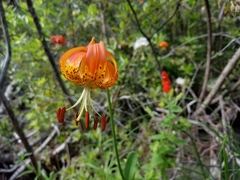 Lilium pardalinum pardalinum