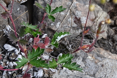 Potentilla arenosa