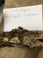 Wrightoporia