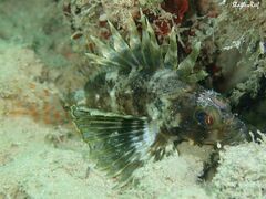 Dendrochirus barberi