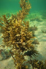 Sargassum lacerifolium