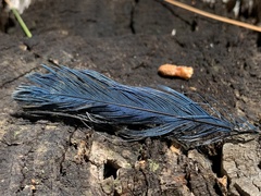 Cyanocitta stelleri