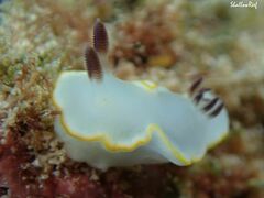 Ardeadoris scottjohnsoni