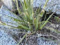 Danthonia unispicata