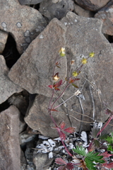 Potentilla arenosa