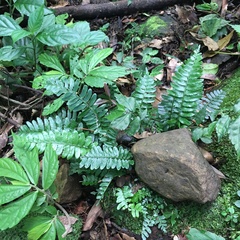 Bolbitis appendiculata