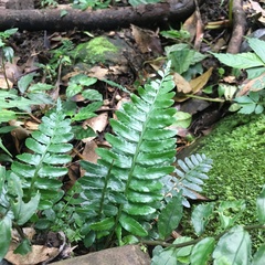 Bolbitis appendiculata