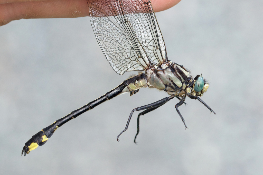 Midland Clubtail