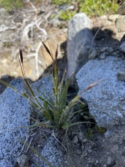 Danthonia unispicata
