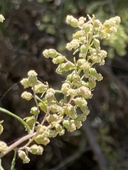 Artemisia palmeri