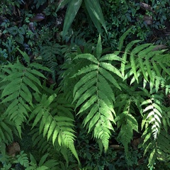 Metathelypteris uraiensis