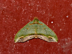Oligopleura malachitaria