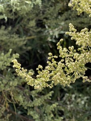 Artemisia palmeri