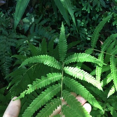 Metathelypteris uraiensis