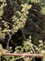 Artemisia palmeri