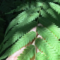 Metathelypteris uraiensis