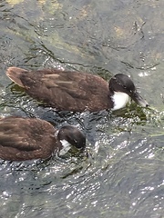 Anas platyrhynchos domesticus