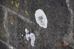 Protoparmelioideae