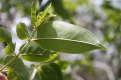 Bursera simaruba