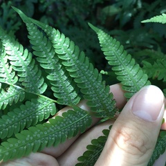 Metathelypteris uraiensis