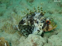 Dendrochirus barberi