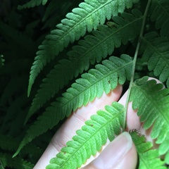 Metathelypteris uraiensis