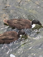 Anas platyrhynchos domesticus