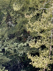 Artemisia palmeri