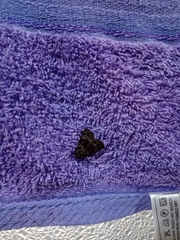 Noctuidae