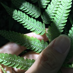 Metathelypteris uraiensis