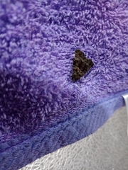 Noctuidae