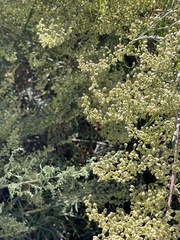 Artemisia palmeri