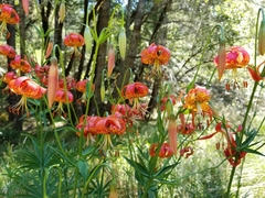 Lilium pardalinum pardalinum