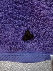 Noctuidae