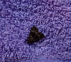Noctuidae