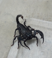 Heterometrus laoticus