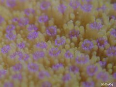 Montipora patula