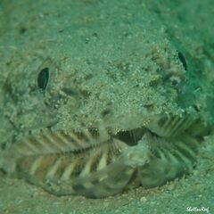 Synodus dermatogenys